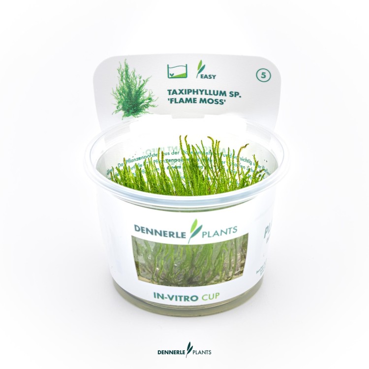 Dennerle Taxiphyllum spec. Flame moss In-Vitro - imagine 5